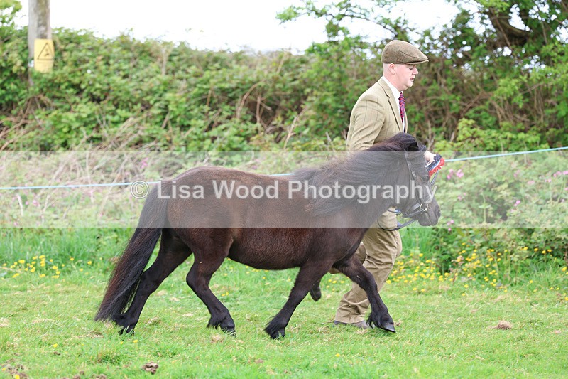 3E7A0945 - In Hand Championship