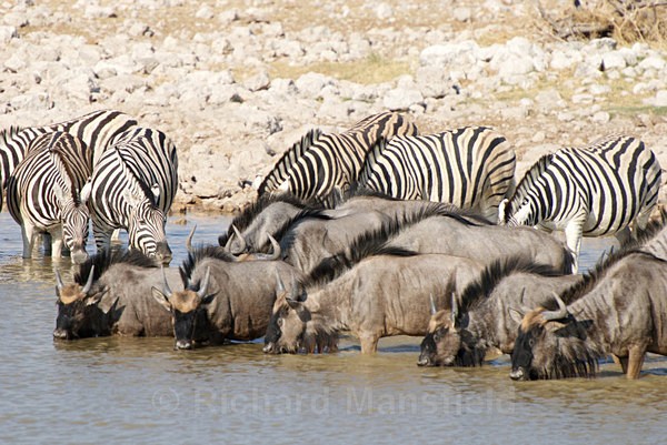  - African Journey