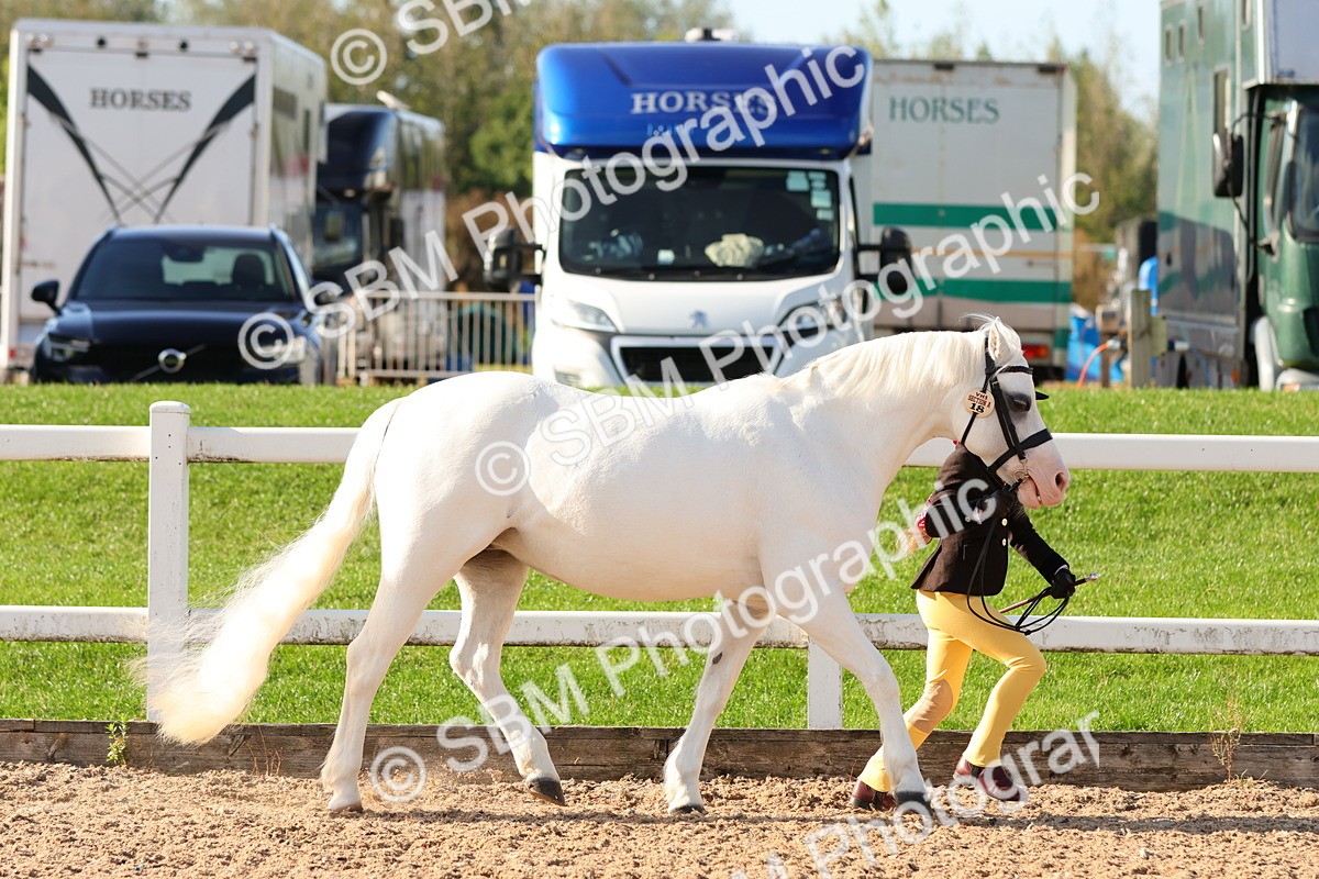 SBM_08633 - Class 203 - Young Handler 10 Years and Under