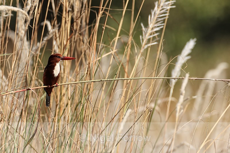 White-throated Kingfisher on reed, Bandhavgarh, Madhya Pradesh, India - White-throated Kingfisher