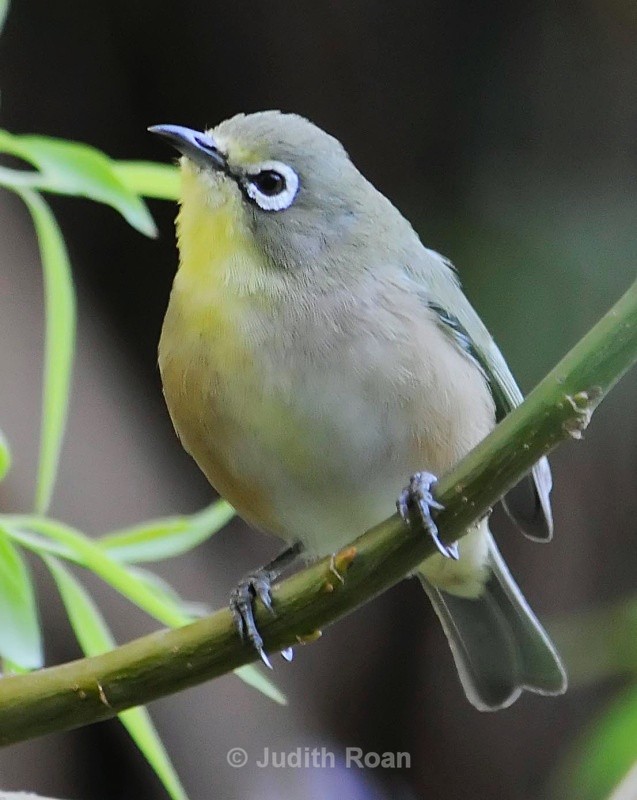 Orange River White-eye - South Africa Birds and Mammals