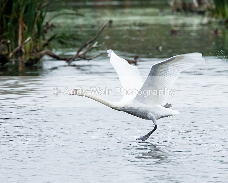 20140906-3K8A5558 - Swans