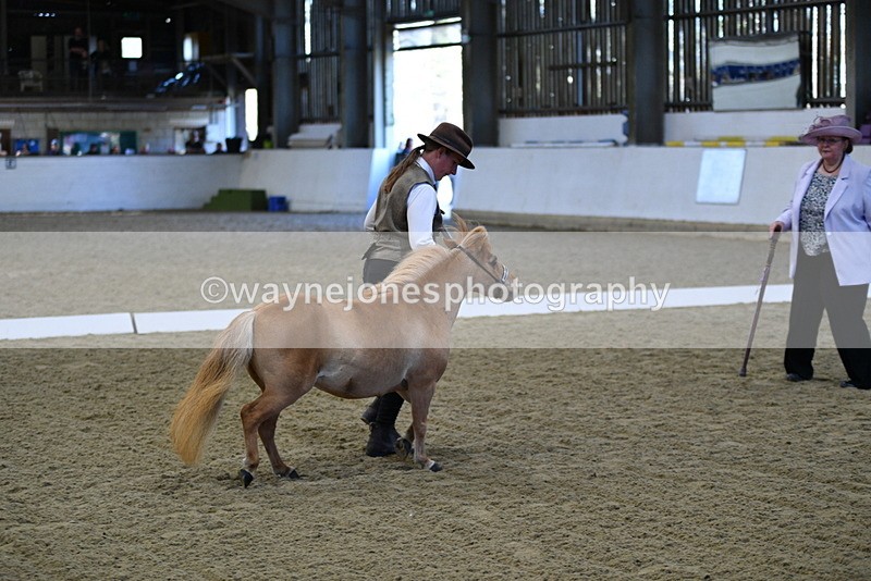 WJ5_3898 - Class 5 In Hand Veterans