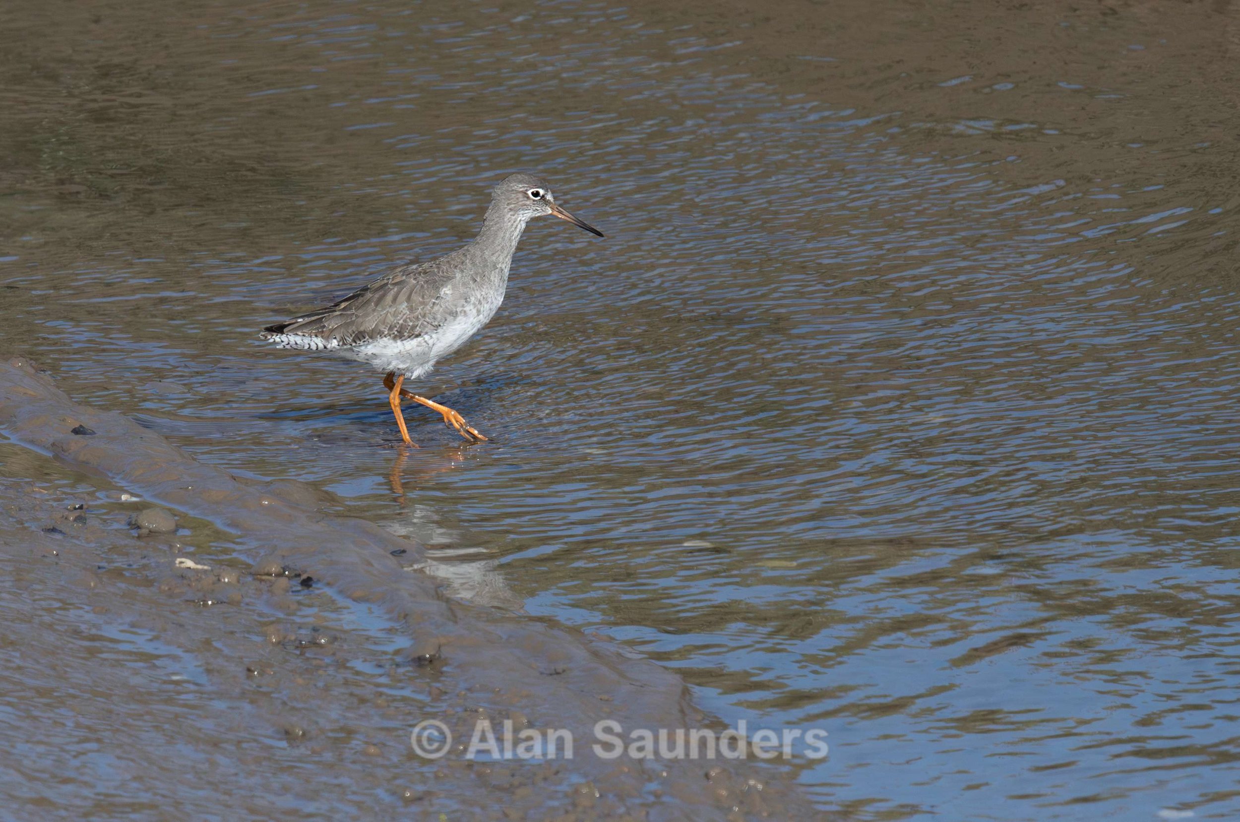 Common Redshank 6