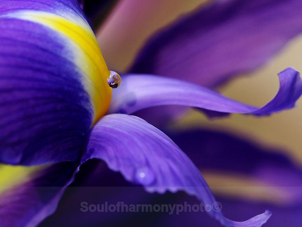  - Floria Macro