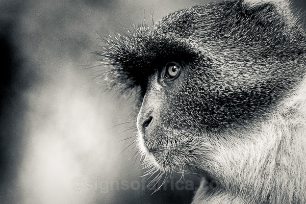 Sykes, Monkey, Nairobi, Kenya