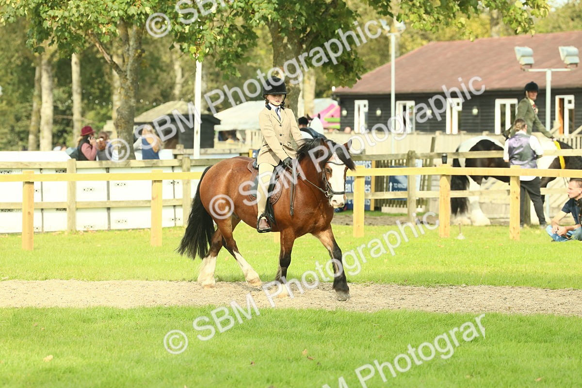 SBM_69047 - S58 - Mini Show Cob Ridden