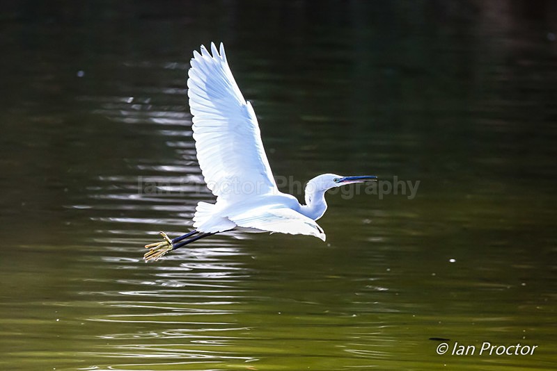 Little Egret (Egretta garzetta) in flight - Nature
