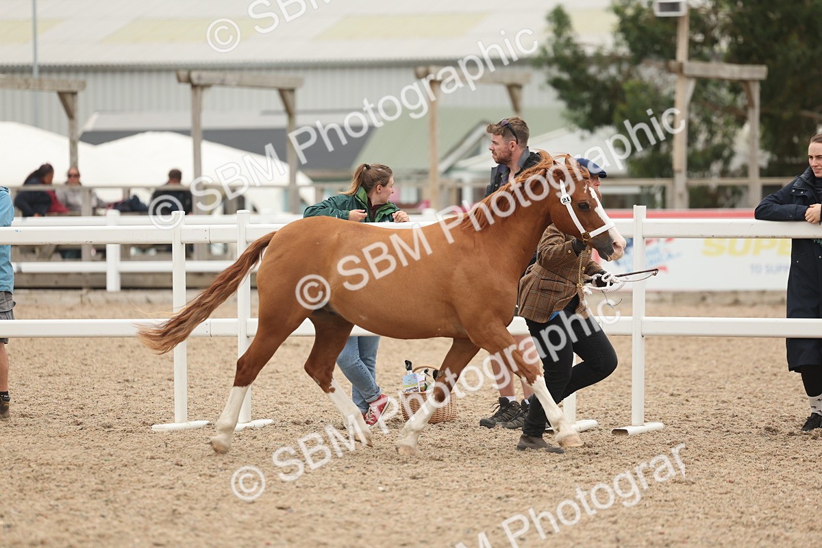 SBM_19264 - Class 317 - IH Pure Bred Horse-Pony