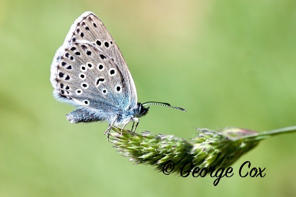 Large Blue at Collard Hill