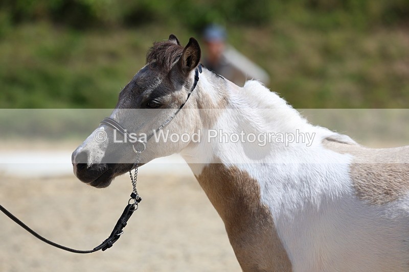 3E7A9477 - Class 30: Mnititature Horse