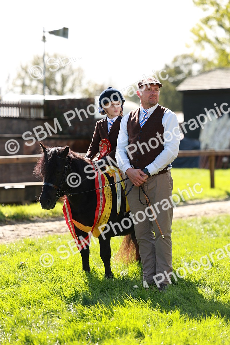 SBM_42170 - S32 - Mountain & Moorland Working Hunter Pony