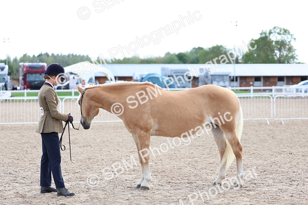 SBM_18744 - Class 317 - IH Pure Bred Horse-Pony