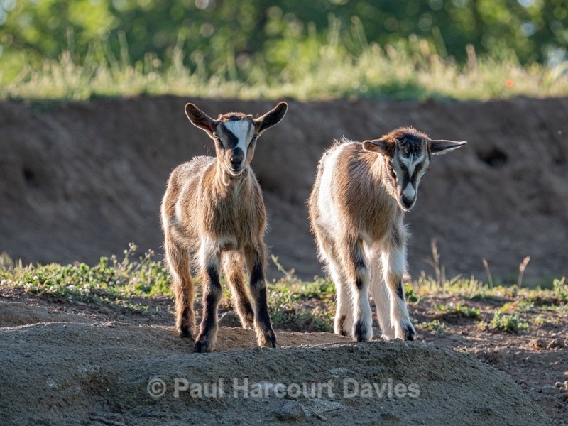 Young goats near Pitigliano,  - Insects, Spiders and other Animals