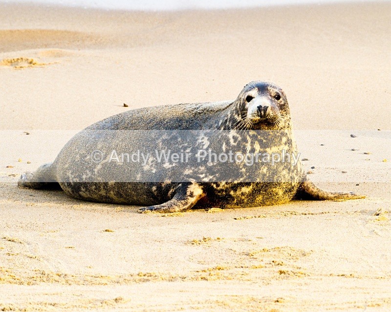 20101128-3758 - Grey Seal