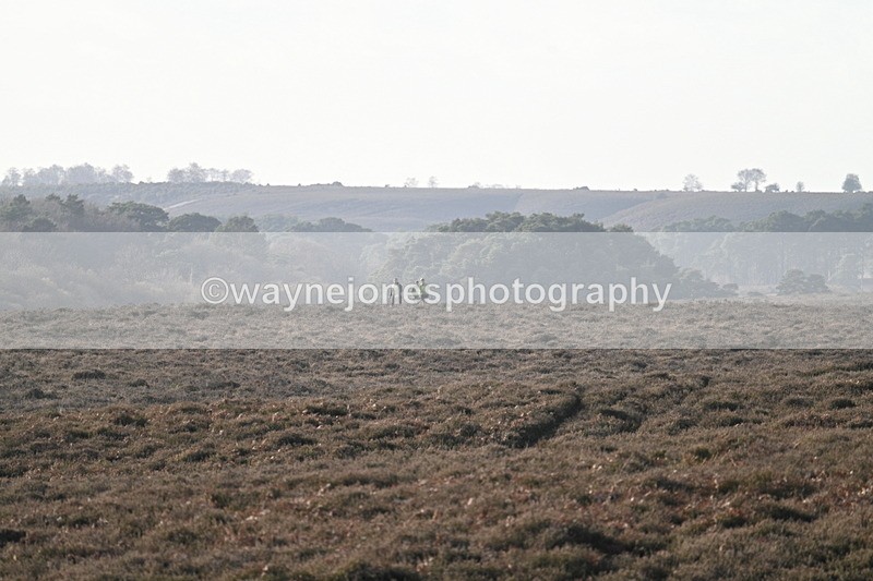 WJ7_7843 - Line 3 (no line 4 or 5)