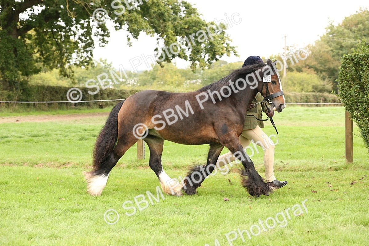 SBM_59279 - S57 - Traditional Cob In Hand