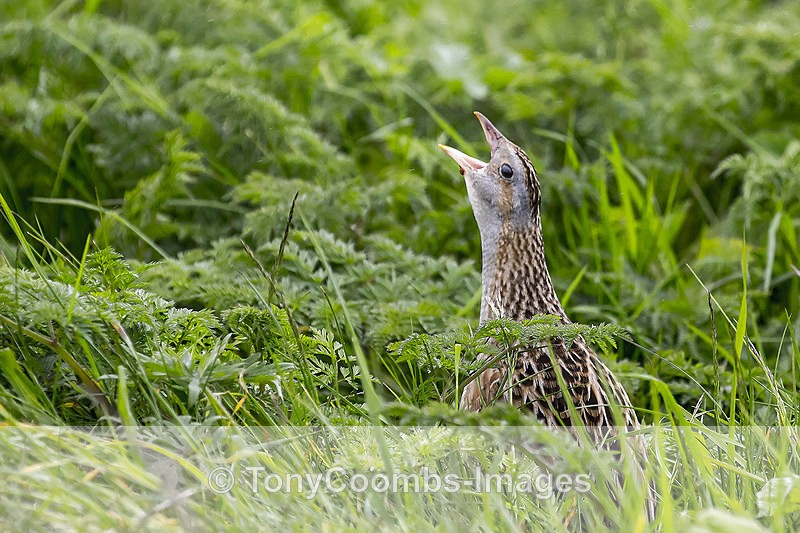 Corncrake - Mull