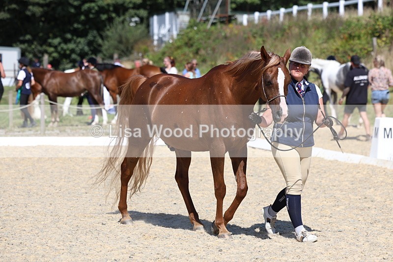 3E7A9756 - Class 33: Arab In Hand