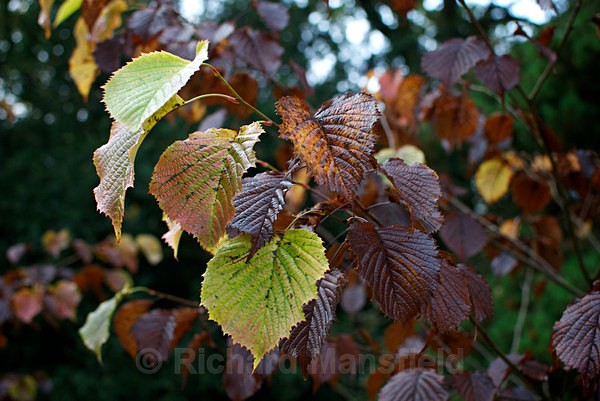  - Autumn