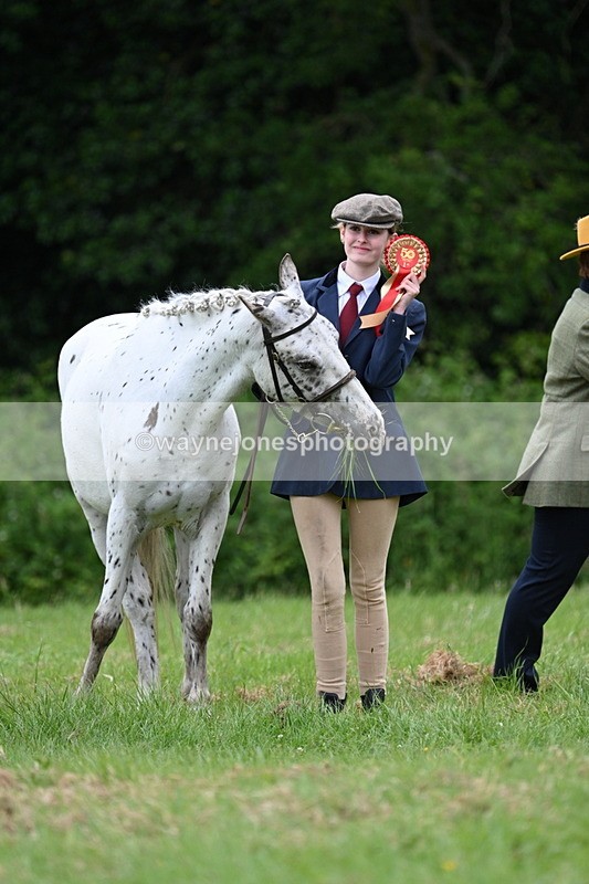 WJ7_4528 - Class 14B Prettiest Mare
