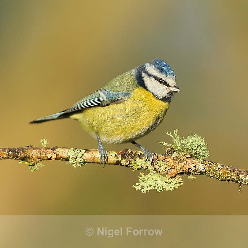 Blue Tit perched on branch, Worcestershire - Blue Tit