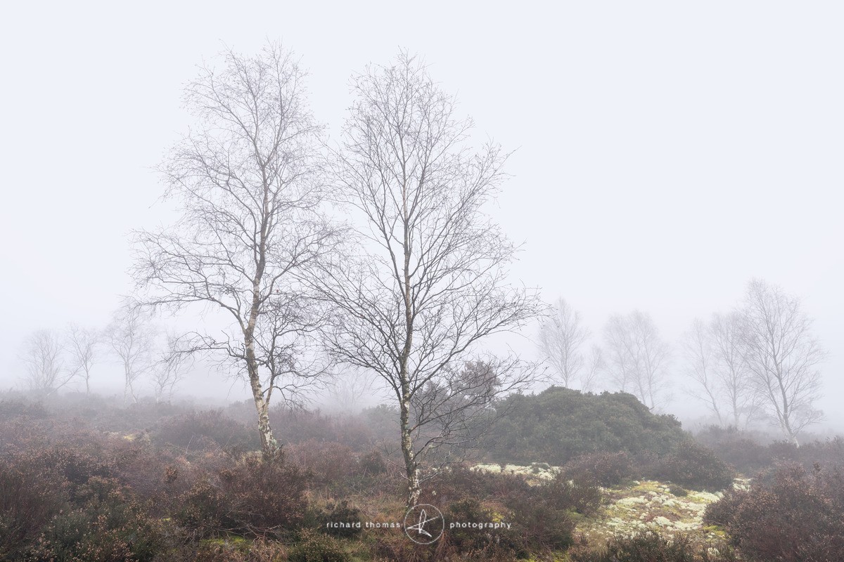 Silver duet - Frensham