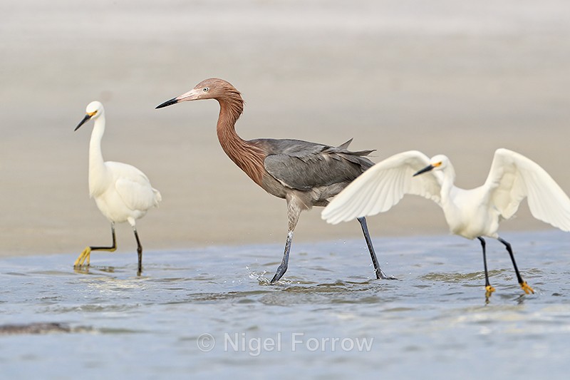 Reddish Egret among Snowy Egrets, Fort De Soto Park, Florida - Reddish Egret
