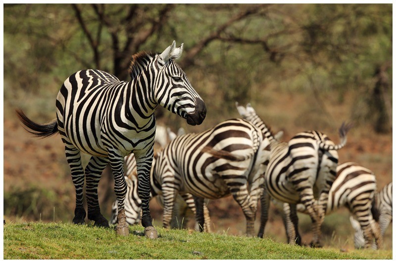 Harem - Kenyan Safari 2013