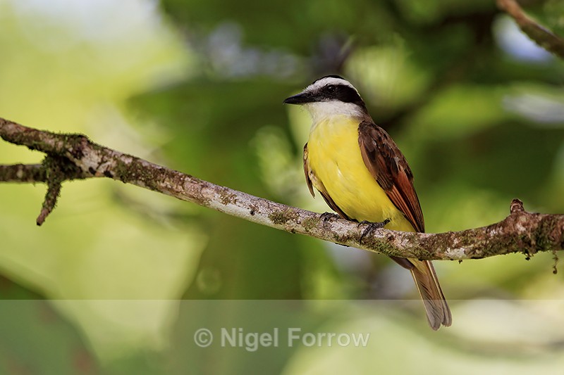 Great Kiskadee close view, Tortuguero, Costa Rica - Great Kiskadee