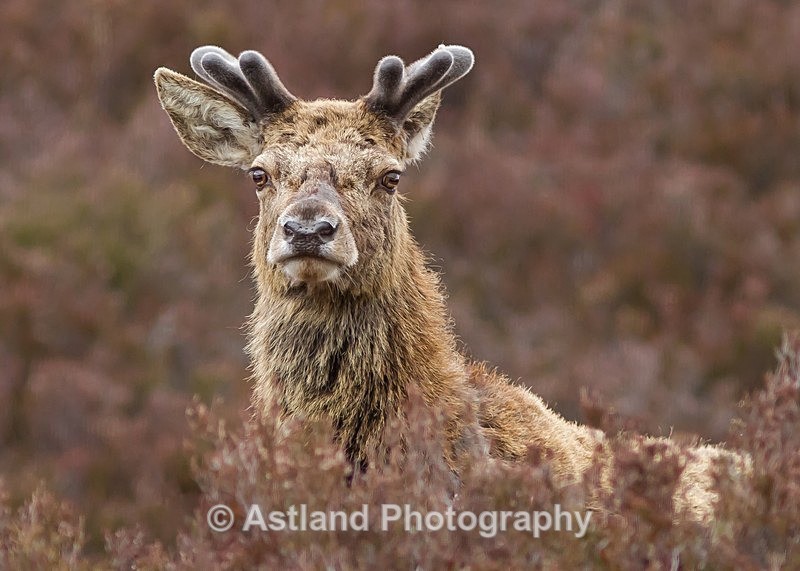 Astland Photography, Bird and Wildlife Images, Susan and Peter Wilson, U.K.