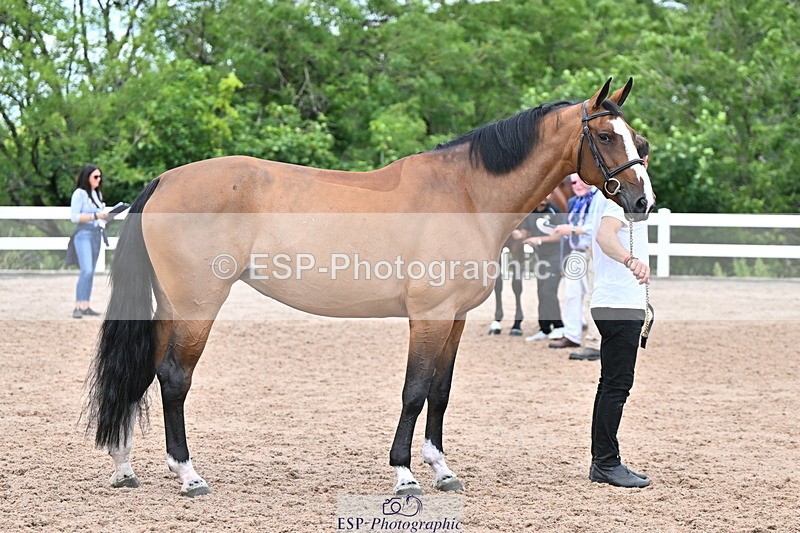 240718A-105308-01610 - Trot Up 1pm to 2pm