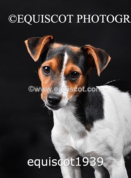 equiscot1939 - MARIS & CHIP