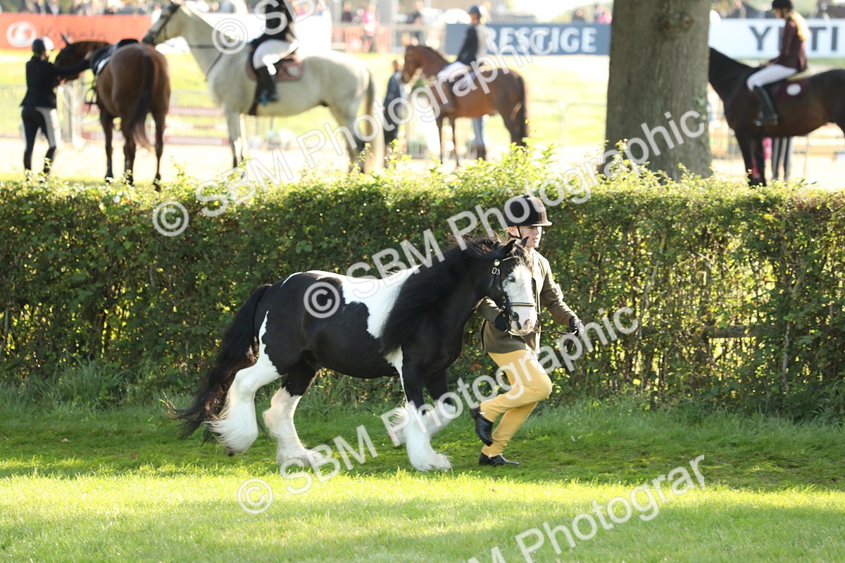 SBM_60856 - S43 - Coloured Pony In Hand