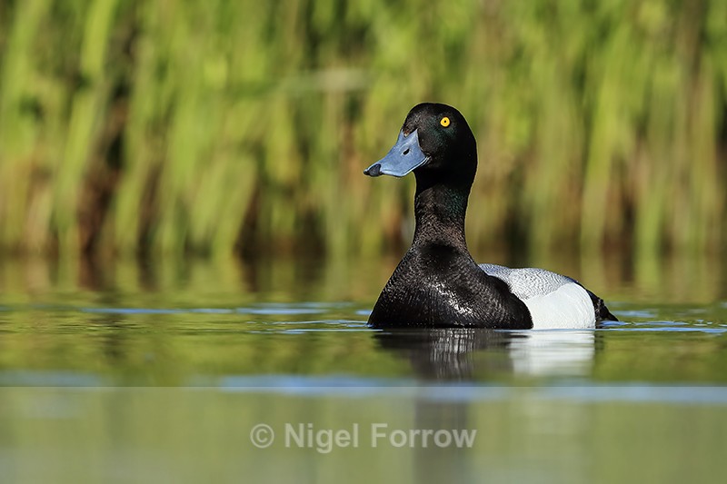 Scaup (male), Lake Myvatn, Iceland - Scaup