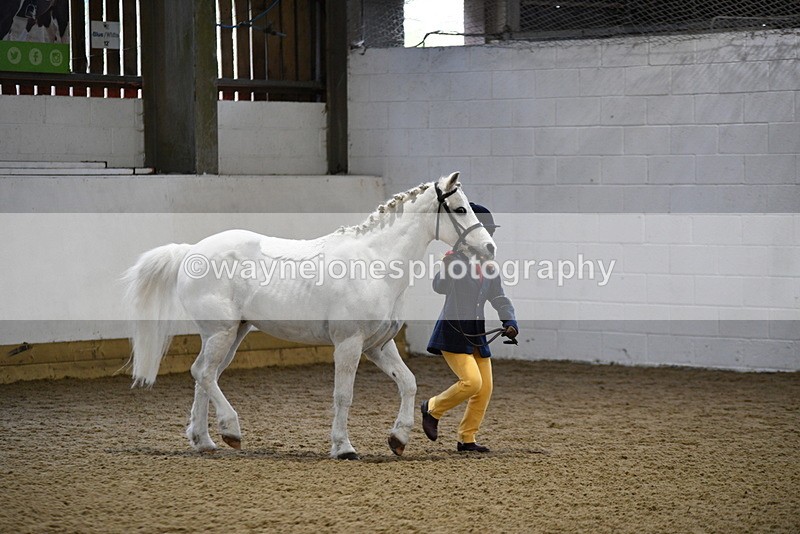 WJ5_4639 - Class 3 Part Bred In hand