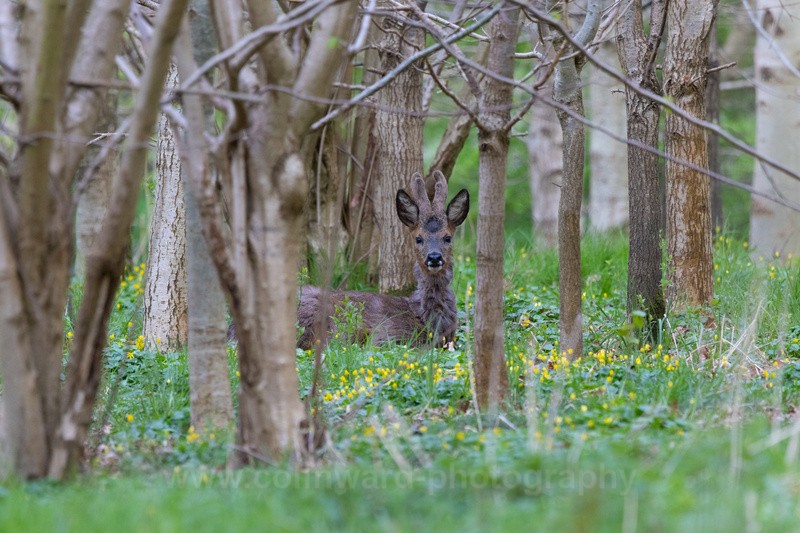 Male Roe Deer    ref 9931 - macro and nature.