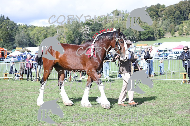 APP_3201 - Class 3 Youngstock