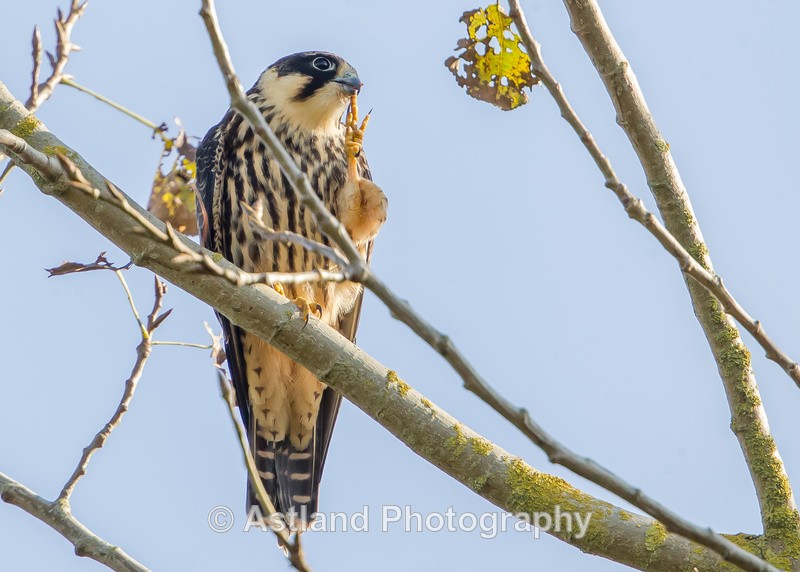Astland Photography, Bird and Wildlife Images, Susan and Peter Wilson, U.K.