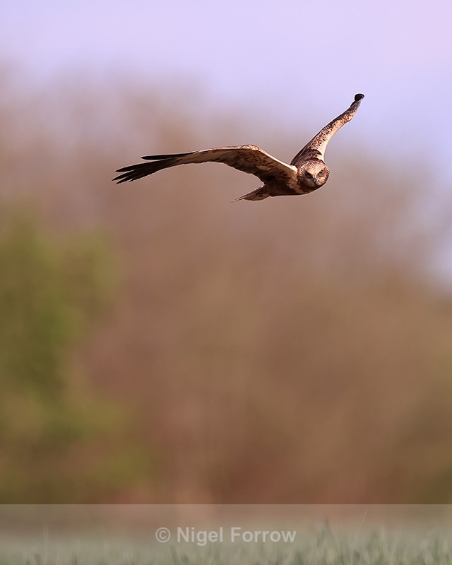 Western Marsh Harrier (male) hunting, Montgai, Spain - Marsh Harrier