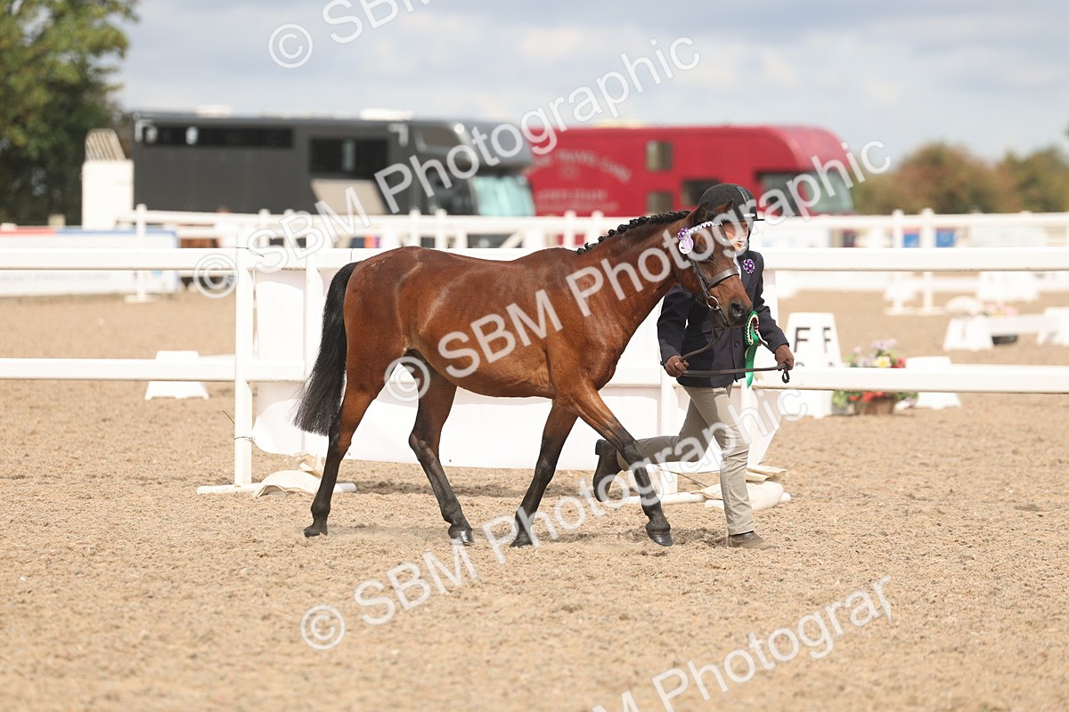 SBM_04602 - Class 19 - Horse/Pony Judge would most like to take home