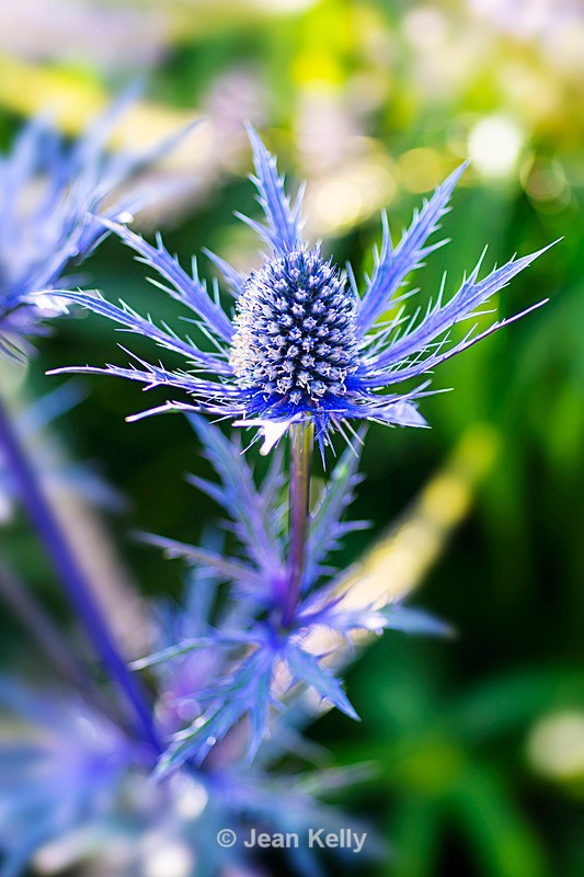 Alpen Mannstreu - DSC_7670 - Blue