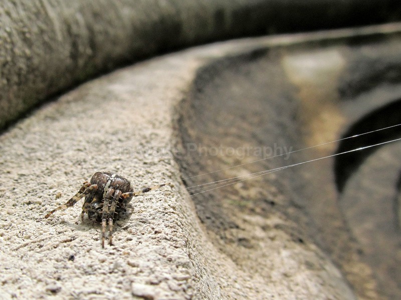  - Insects & Snails, Great Britain