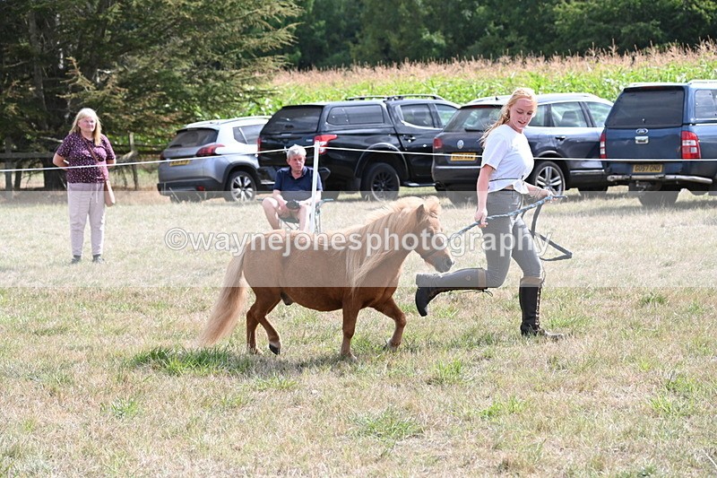 WJ6_6955 - Class 21 Shetland & Mini Horses