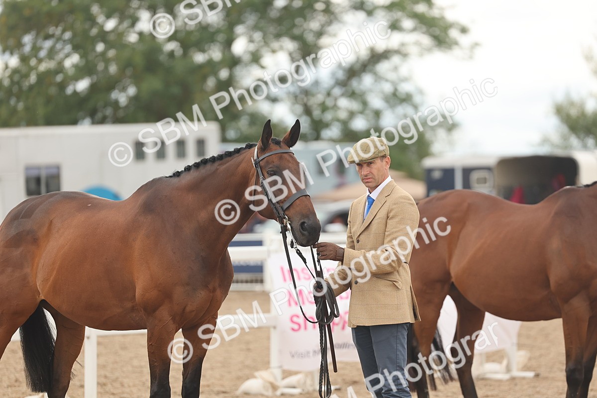 SBM_17125 - Class 313 - IH Retired Racehorse