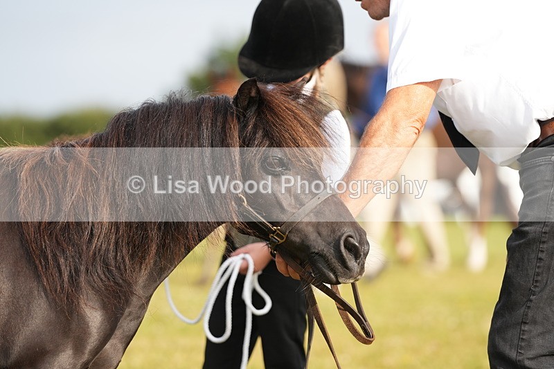 DSC04435 - Classes 44 & 45: NPS M&M Brood Mare and Foal