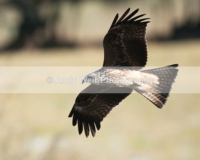 20100130-IMG_2827 363 - Black Kite