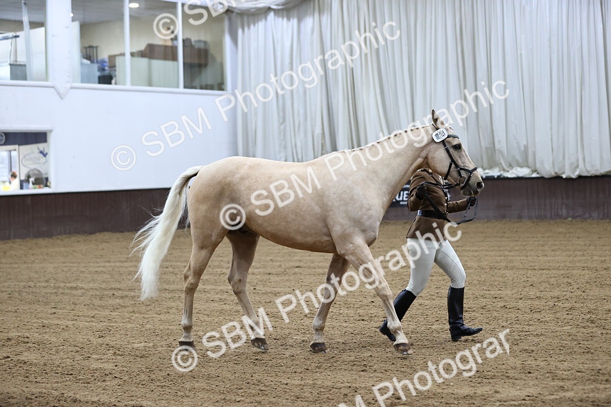 SBM_5201 - Class 39 - In Hand Gelding