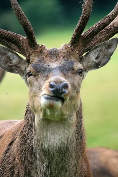 Red Deer _AN083 - Wildlife, Mammal Photography, Great Britain