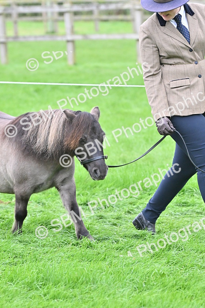 SBM_60893 - S48 - Mountain & Moorland In Hand Small Breeds
